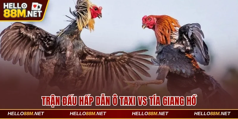 Trận đấu hấp dẫn Ô Taxi vs Tía Giang Hồ